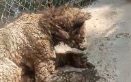 Zoológico La Pastora responde a críticas por osa enferma y prepara reevaluación médica