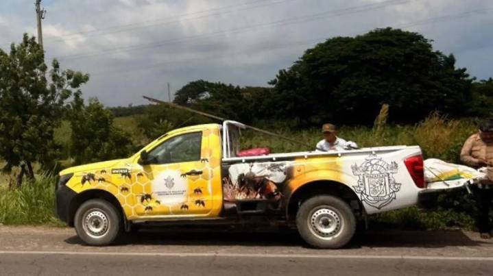 Acusan mal manejo en protocolo de rescate y reubicación de abejas en Mazatlán