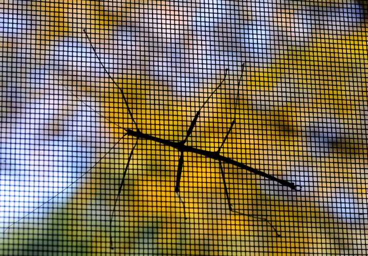 Northern walkingsticks observed mating as autumn begins