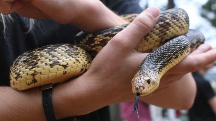 What is the rarest species of snake in Louisiana? Why it has declined