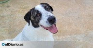 La fuerza de Teddy, el perrito que ha sobrevivido a dos abandonos y que ahora busca una familia que lo adopte