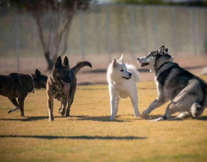 Phoenix encourages dog owners to stop the "Poo