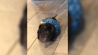 Overweight Dachshund From Minnesota Who Weighed Over 37 Pounds Shocked Everyone With Miraculous Transformation