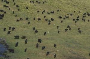 Nearly 100 buffaloes die in Namibia stampede