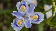 La planta que florece al final del invierno, es cero exigente y perfecta para cubrir suelos