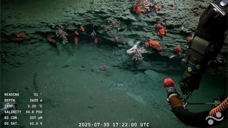 El Conicet comienza una nueva exploración en el Mar Argentino