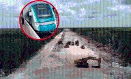 Nuevo ecocidio del Tren Maya, avalado por Semarnat: Greenpeace