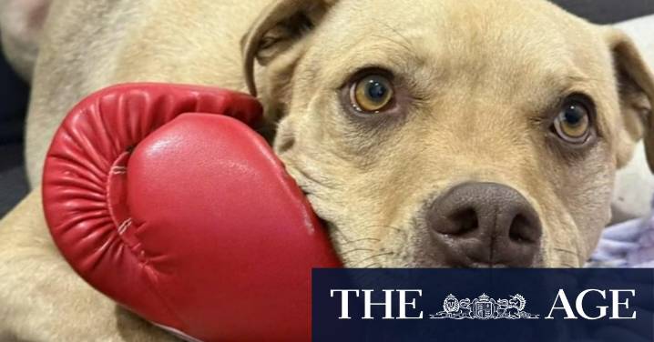 Family's plea after dog killed in suspected home invasion