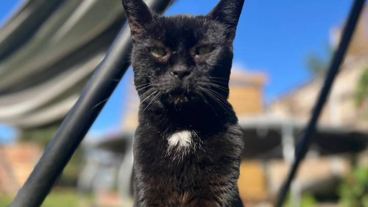 Beloved 'Shop Cat' Rediscovered 13 Years After Disappearance