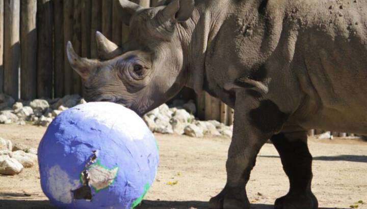Lincoln Park Zoo to welcome newborn endangered rhino next year
