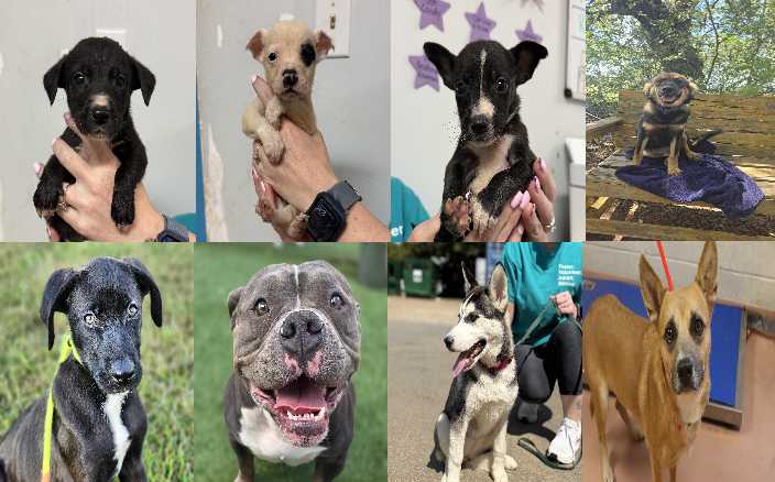 Midlands Pup Shots! September 16