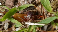 Your Complete Home Guide For Taking Care Of A Tick Infestation