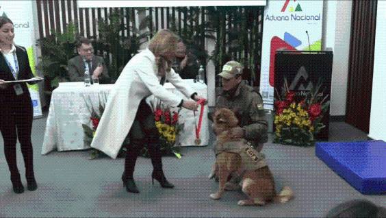 VIDEO: Homenaje en Bolivia a dos perros polícias retirados que en cinco años incautaron un millón de dólares