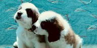 Timberline Lodge welcomes two new St. Bernard puppies