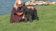 Video: Local drone operator helps rescue beloved dog missing for more than a day