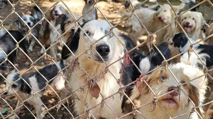 Tennessee neglect case sees 200 dogs rescued in Hampton Roads