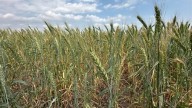 Tamaulipas promueve siembra de trigo en 3 municipios