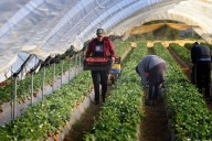 El sector de los berries prepara en Huelva los terrenos para la próxima campaña, con similar superficie