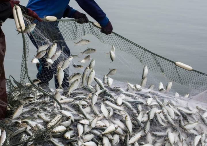 Pesca: pérdidas por u$s200 millones y 5.000 empleos en riesgo