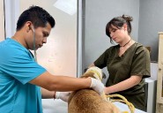Construcción del Hospital de Bienestar Animal inicia en mes y medio en Cancún