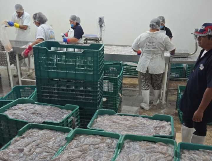 Hay crisis en el sector pesquero en Yucatán