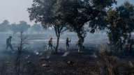 Árboles centenarios y especies en peligro de extinción, en jaque tras los incendios