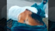 Indignación en Cruz de Caña: encontraron un perro muerto dentro de una bolsa de residuos