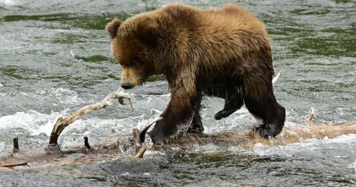 Fat Bear Week returns as millions pick their favorite heavyweight champs