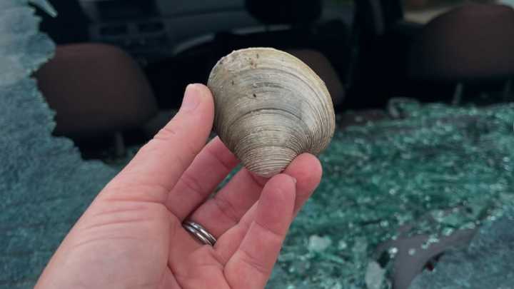 Nantucket seagull apparently smashes car window with clam