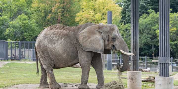 Front-end loader used to upright elephant at Milwaukee zoo