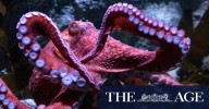 Octopus news: Humans can be right- or left-handed. What happens when you have eight arms?
