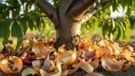 Por qué recomiendan enterrar cáscaras de cebolla en los durazneros y qué beneficios tiene