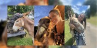 Loose donkey seen strolling around Murfreesboro