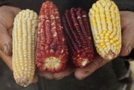 Lanzará Bienestar programa para mejorar maíz criollo con apoyo de investigadores