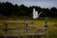 75% of North America’s bird species are in decline, study says