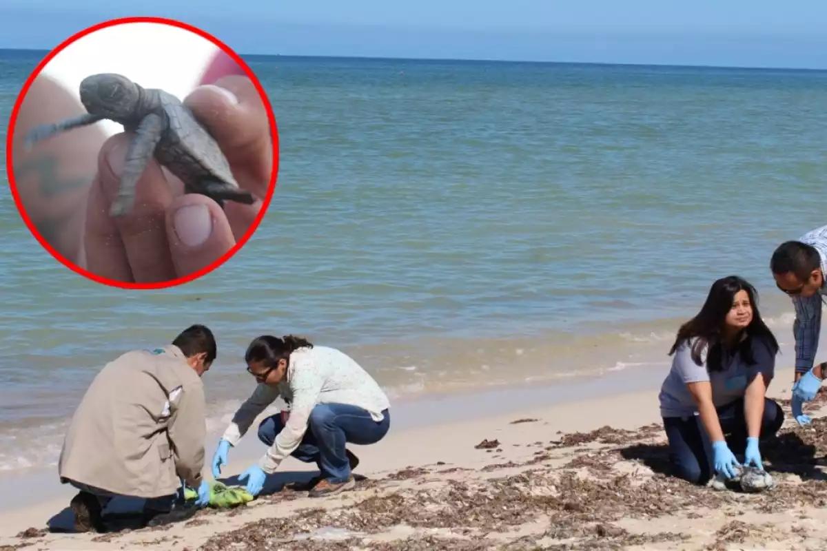 Rescatan a 127 crías de tortugas marinas en Progreso: Las entregan al Cetmar