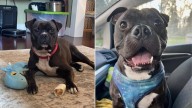 California Rescue Dog Facing Constant Rejection Because Of His Color Waits For Someone To See His Heart