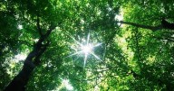 Need something to do? See events scheduled for McDowell County this week