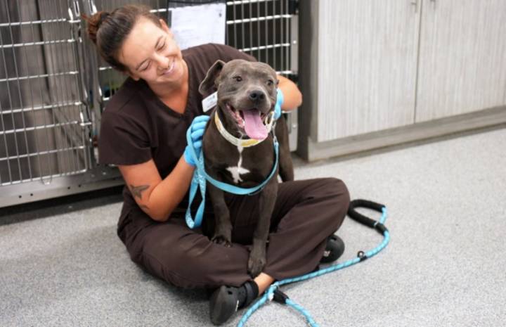 San Diego Humane encourages adoptions to celebrate National Dog Week