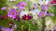 Ni margaritas ni jazmines: la planta con flores coloridas que llena tu jardín de aroma a chocolate
