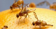 Exact method to stop fruit flies invading your home this year