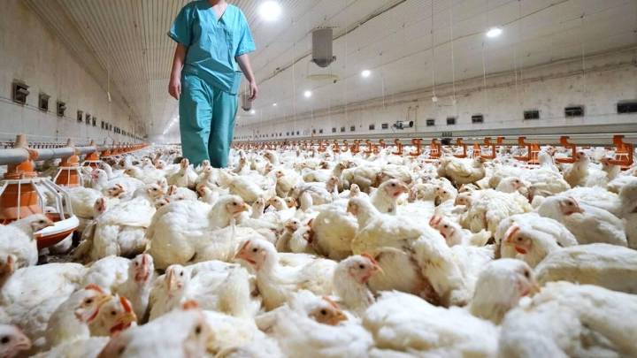 La gripe aviar se dispara en España: ¿Cuántos brotes existen y qué riesgo hay de contagio a humanos?