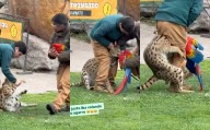 Colegio Médico Veterinario carga contra el Buinzoo por muerte de guacamayo: "Fue un riesgo evitable derivado de un error humano"
