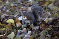 Aggressive squirrel sent at least 2 people to an ER in California