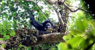 Berkley study finds chimps consume same as two glasses of wine daily