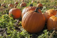 Apparently, This is the Best Pumpkin Patch in Kentucky