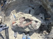 Descubren fósil de nuevo dinosaurio de enormes y poderosas garras en Argentina