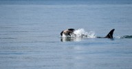 Another endangered orca in Washington state is seen carrying a dead calf