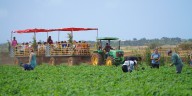 Aloun Farms extends dates for 23rd Pumpkin Fall Festival