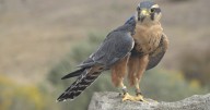 Fall Flights makes quite the impression at the World Center for Birds of Prey